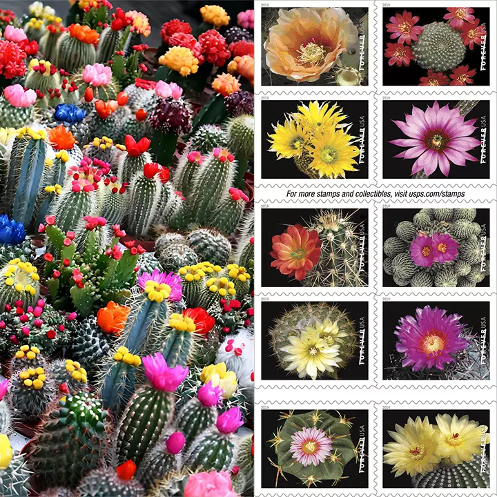 2019 Cactus Flowers Forever Stamps | Forever Stamps US Postage Stamps